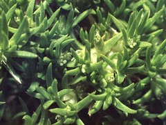 Scleranthus biflorus