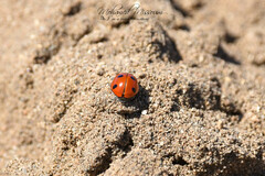 Coccinella algerica