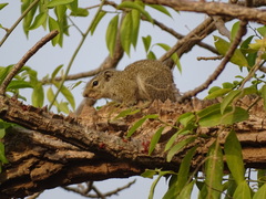 Heliosciurus gambianus