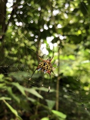Gasteracantha clavigera
