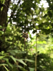 Gasteracantha clavigera