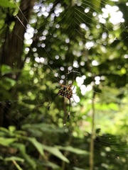 Gasteracantha clavigera