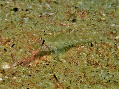 Nesogobius pulchellus