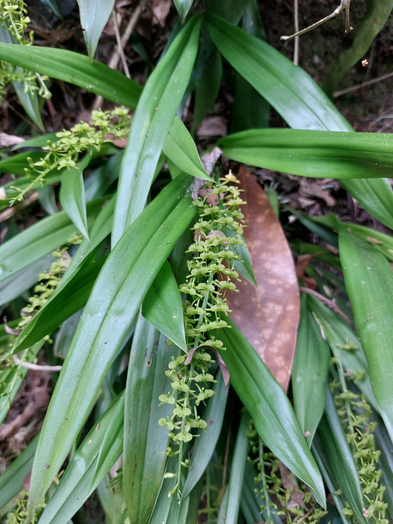 Liparis stricklandiana