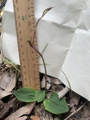 Chiloglottis curviclavia