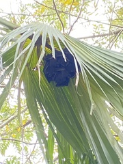 Cynopterus sphinx