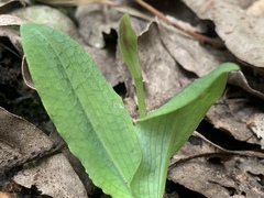 Chiloglottis curviclavia
