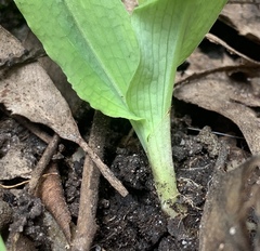 Chiloglottis curviclavia