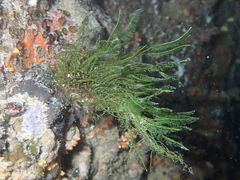 Bryopsis