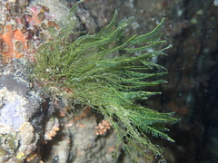 Bryopsis