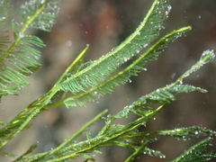 Bryopsis
