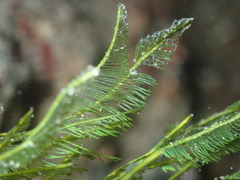 Bryopsis