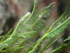 Bryopsis