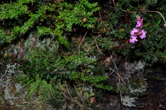 Stylidium armeria
