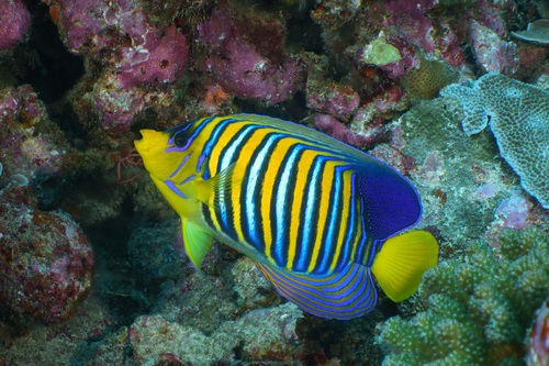 Regal Angelfish — seen at this dive site
