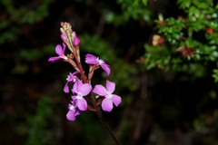 Stylidium armeria