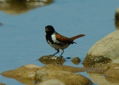 Serinus alario