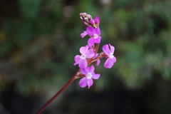 Stylidium armeria