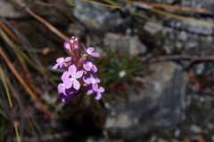 Stylidium armeria