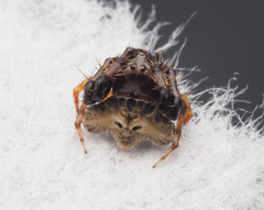 Arkys speechleyi