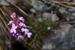 Stylidium armeria