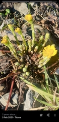 Tussilago farfara
