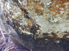 Helcogramma decurrens