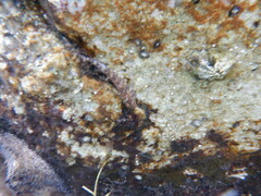 Helcogramma decurrens