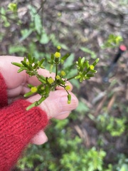 Senecio picridioides
