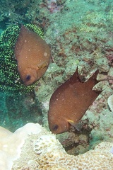 Chromis xanthochira