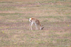 Procapra picticaudata