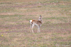 Procapra picticaudata