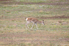 Procapra picticaudata