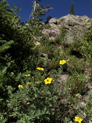 Dasiphora fruticosa