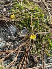 Ranunculus multifidus