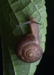 Ganesella saurivonga