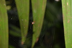 Macracantha arcuata