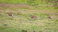 Procapra picticaudata