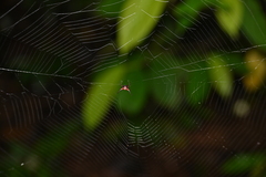 Macracantha arcuata