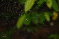 Macracantha arcuata