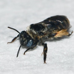 Melissodes boltoniae