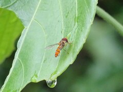 Episyrphus