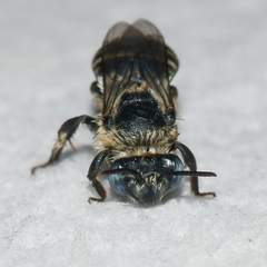 Melissodes boltoniae