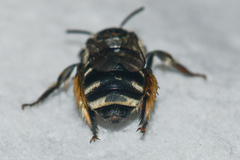 Melissodes boltoniae