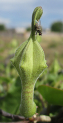 Ceropegia lugardiae image