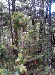 Halocarpus biformis