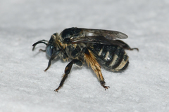 Melissodes boltoniae