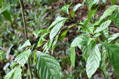 Nothaphoebe umbelliflora