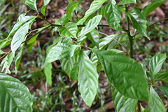 Nothaphoebe umbelliflora