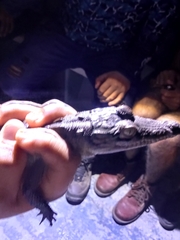 Crocodylidae